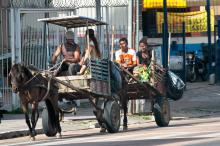 At� dezembro de 2016, carroceiros s� poder�o circular na �rea rururbana
