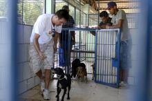 C�es ser�o esterilizados, microchipados e colocados para ado��o