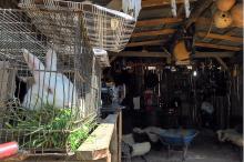 Coelhos, pônei, patas, galos e galinhas são atração para os visitantes 