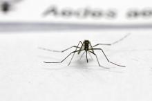 População deve manter e incrementar as medidas de controle do mosquito